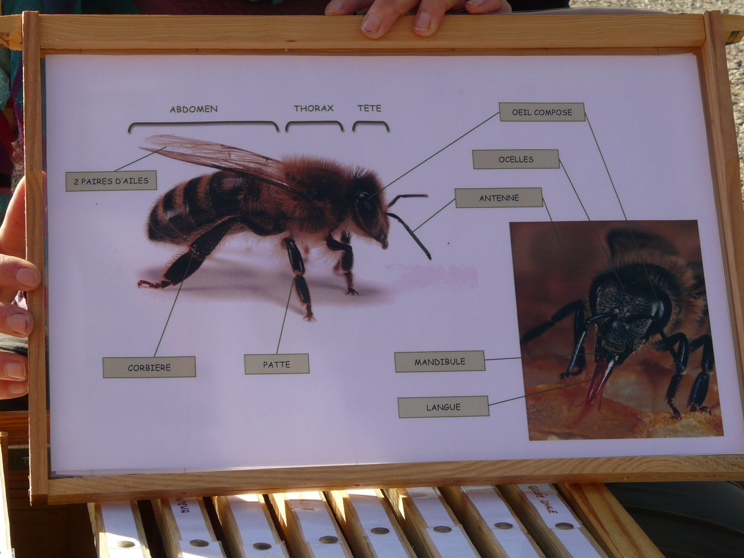 description abeille.JPG